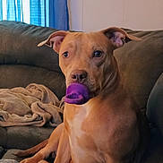 Honey joined the competition — help win amazing prizes! dog, canine, pet, toy, purple_toy, couch, blanket, indoor, brown_dog, ears, face, sitting, looking, comfort, home, relaxing, furniture, curious, animal, portrait