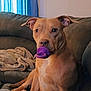 dog, canine, pet, toy, purple_toy, couch, blanket, indoor, brown_dog, ears, face, sitting, looking, comfort, home, relaxing, furniture, curious, animal, portrait