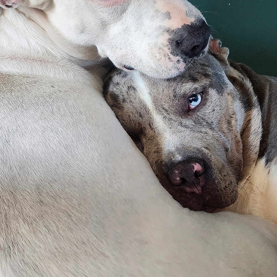 Laura Dordain participe au concours pour gagner de l'argent avec cette photo : animal, canine, close_up, companion, cuddle, cute, dog, domestic_animal, eyes, face, friendship, fur, green_background, indoor, pet, portrait, relaxation, resting, snuggling, two_dogs