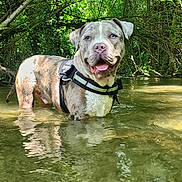 Laura Dordain a rejoint le concours — aidez-le/la à gagner de superbes lots ! animal, canine, daytime, dog, forest, greenery, happy, harness, leaves, nature, outdoor, pet, playful, reflection, river, summer, sunlight, tongue_out, trees, water