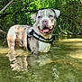 animal, canine, daytime, dog, forest, greenery, happy, harness, leaves, nature, outdoor, pet, playful, reflection, river, summer, sunlight, tongue_out, trees, water
