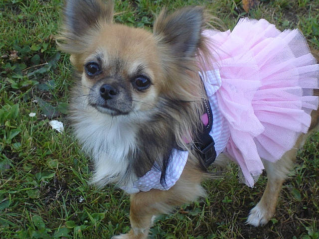 Marcotine participe au concours pour gagner de l'argent avec cette photo : ancient_dog_breeds, canidae, carnivore, chihuahua, chinese_imperial_dog, companion_dog, dog, dog_breed, fawn, grass, mammal, puppy, snout, sporting_group, toy_dog, vertebrate