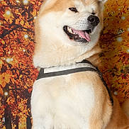 Hayko participe au concours pour gagner de l'argent avec cette photo : akita, dog, animal, pet, fur, happy, smiling, autumn, fall, background, leaves, orange, brown, string_lights, portrait, sitting, indoors, closeup, cute, friendly