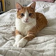 Noori a rejoint le concours — aidez-le/la à gagner de superbes lots ! cat, orange_cat, white_cat, bed, blanket, pillow, indoor, pet, feline, animal, resting, fur, whiskers, ears, eyes, home, cozy, quiet, portrait, relaxed