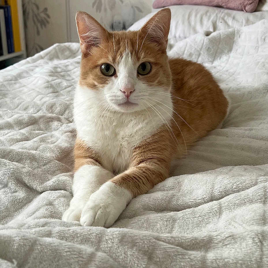 Noori a rejoint le concours — aidez-le/la à gagner de superbes lots ! animal, bed, blanket, cat, cozy, ears, eyes, feline, fur, home, indoor, orange_cat, pet, pillow, portrait, quiet, relaxed, resting, whiskers, white_cat
