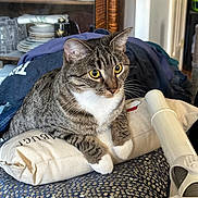 Miley joined the competition — help win amazing prizes! cat, tabby, yellow_eyes, cushion, vacuum_cleaner, clothes, folded_clothes, indoor, domestic, pet, feline, striped_fur, whiskers, ears, paws, furniture, cabinet, dishes, home, curious