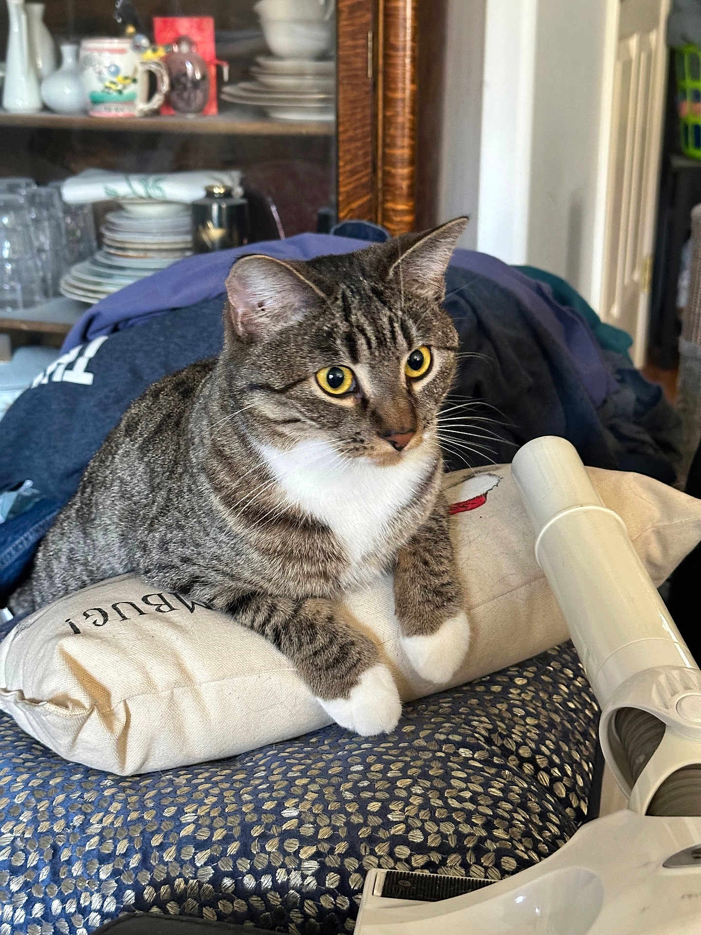 Miley joined the competition — help win amazing prizes! cat, tabby, yellow_eyes, cushion, vacuum_cleaner, clothes, folded_clothes, indoor, domestic, pet, feline, striped_fur, whiskers, ears, paws, furniture, cabinet, dishes, home, curious