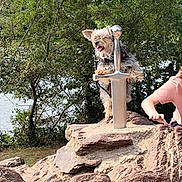 Dolly participe au concours pour gagner de l'argent avec cette photo : adventure, animal, arm, canine, child, dog, fur, grass, greenery, landscape, nature, outdoor, park, pet, playful, rock, sunlight, sword, tree, water