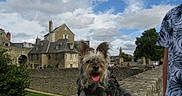 Dolly participe au concours pour gagner de l'argent avec cette photo : architecture, clouds, daytime, dog, ears, fur, greenery, happy, historic_buildings, outdoor, person, pet, sky, stone_wall, tongue_out, tourist, travel, tree, urban, walking_harness