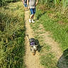Dolly a rejoint le concours — aidez-le/la à gagner de superbes lots ! casual, dog, footwear, grass, greenery, harness, leash, legs, nature, outdoor, path, person, shoes, shorts, small_dog, summer, sunlight, trail, walking, walking_path