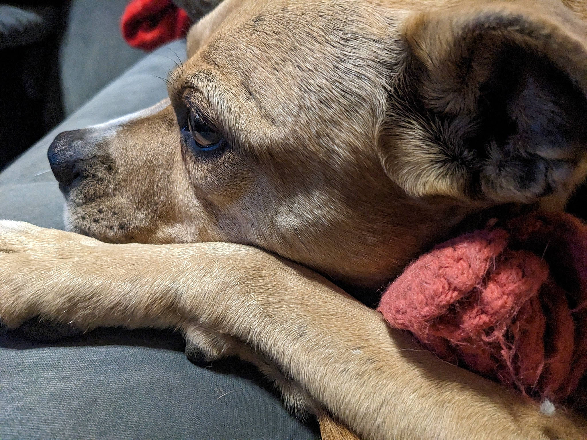 Bella joined the competition — help win amazing prizes! canidae, carnivore, comfort, companion_dog, dog, dog_breed, fawn, foot, fur, liver, nap, non_sporting_group, paw, sleep, snout, sporting_group, terrestrial_animal, whiskers, working_animal, wrinkle