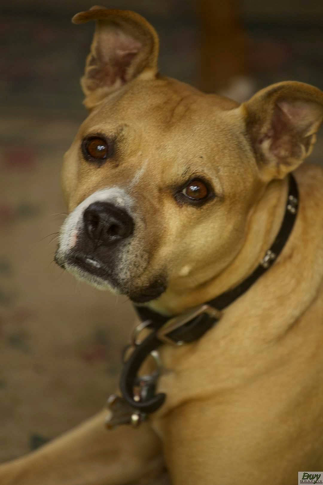 Bella joined the competition — help win amazing prizes! ancient_dog_breeds, canidae, carnivore, collar, companion_dog, dog, dog_breed, dog_collar, dog_supply, ear, eye, fawn, fur, non_sporting_group, pet_supply, snout, sporting_group, whiskers, working_animal, working_dog