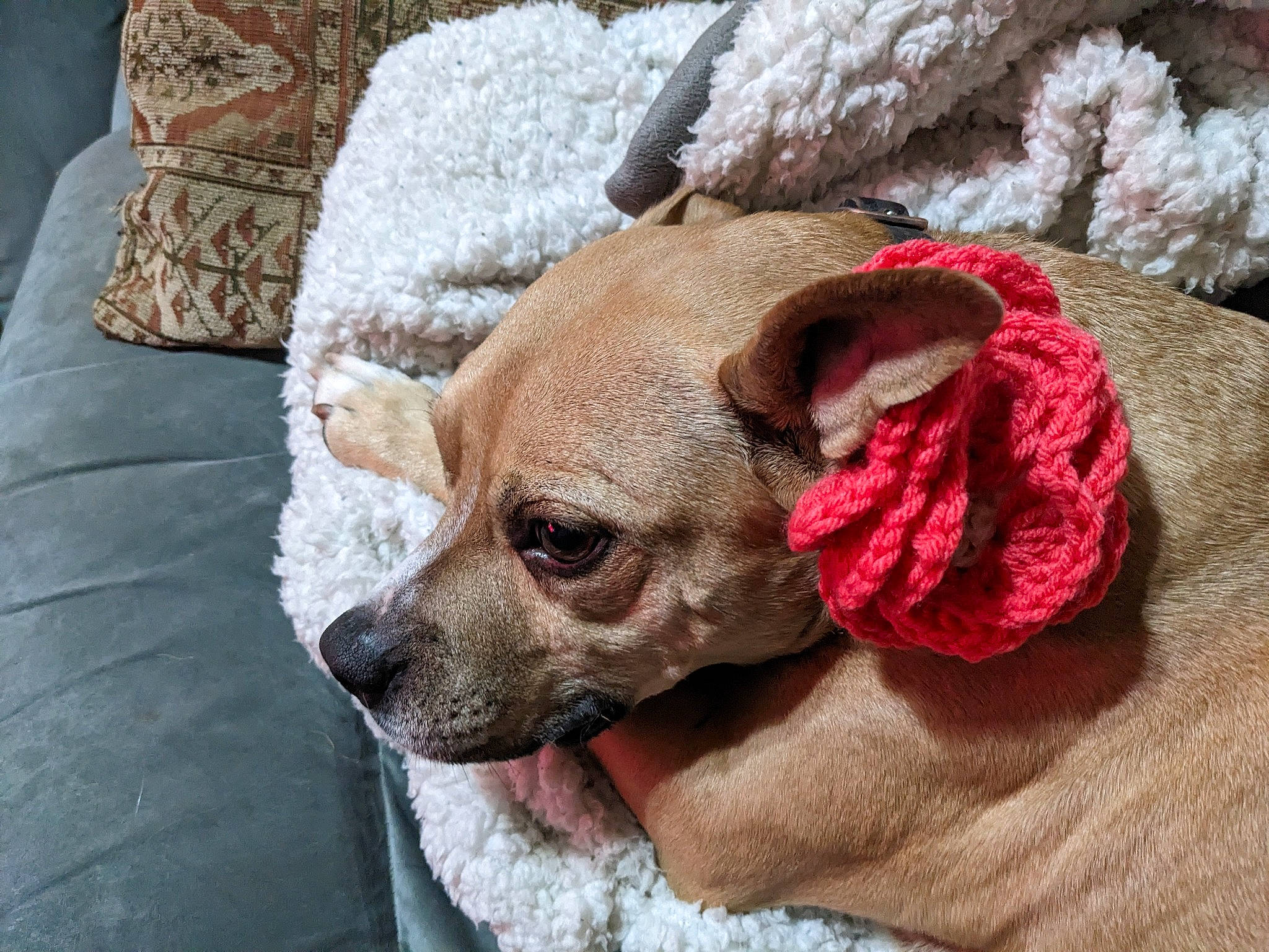 Bella joined the competition — help win amazing prizes! carnivore, collar, comfort, companion_dog, dog, dog_breed, dog_supply, fashion_accessory, fawn, fur, linens, liver, pet_supply, plant, snout, sporting_group, terrestrial_animal, toy_dog, whiskers, working_animal