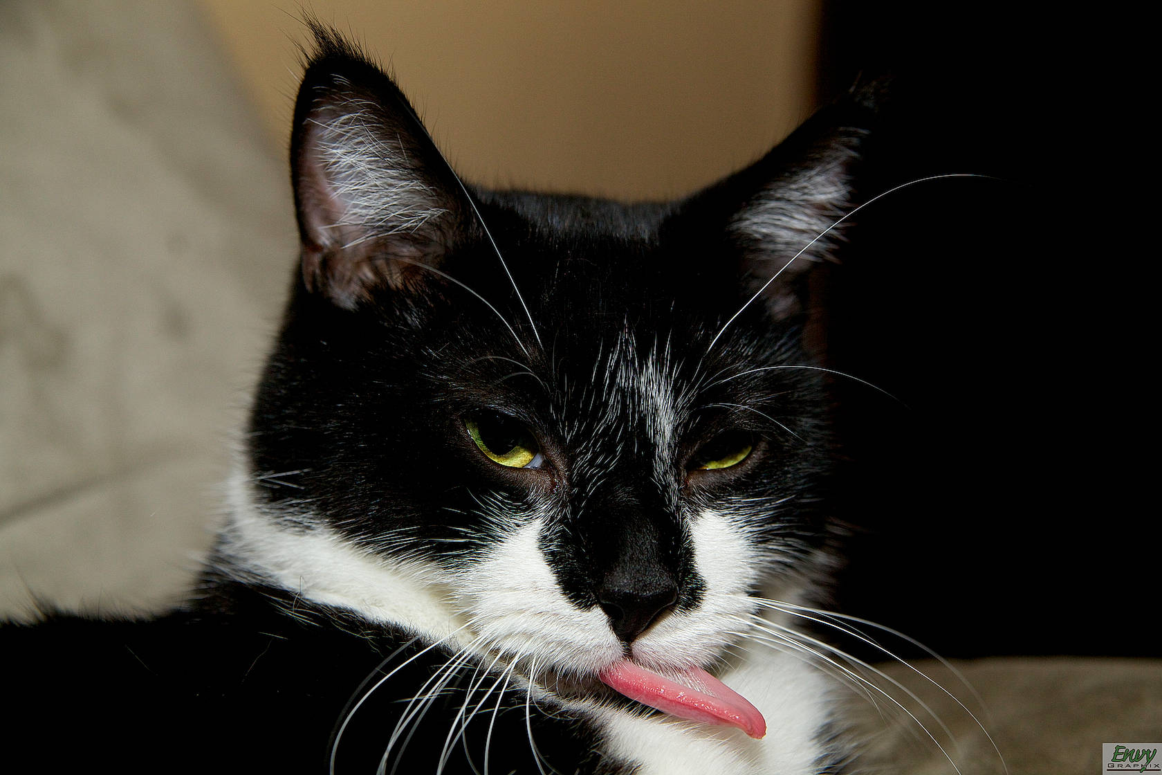 Fish is registered to the contest to win money with this photo: carnivore, cat, domestic_short_haired_cat, felidae, fur, monochrome_photography, paw, small_to_medium_sized_cats, snout, tail, terrestrial_animal, tree, whiskers, window