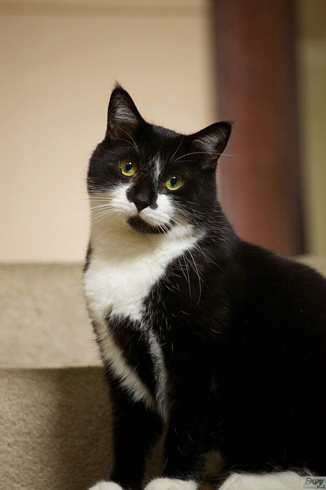 Fish is registered to the contest to win money with this photo: black_cat, carnivore, cat, domestic_short_haired_cat, door, eye, felidae, fur, grey, monochrome, monochrome_photography, paw, sitting, small_to_medium_sized_cats, snout, stairs, tail, terrestrial_animal, whiskers, window