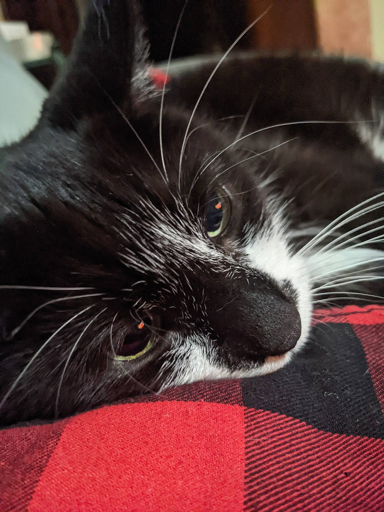 Fish joined the competition — help win amazing prizes! black_cat, carmine, carnivore, cat, claw, close_up, comfort, domestic_short_haired_cat, felidae, fur, linens, nap, paw, sleep, small_to_medium_sized_cats, snout, tail, whiskers