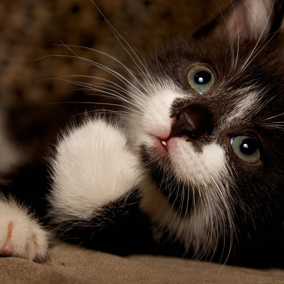 Fish joined the competition — help win amazing prizes! carnivore, cat, claw, comfort, domestic_short_haired_cat, felidae, foot, fur, paw, small_to_medium_sized_cats, snout, tail, terrestrial_animal, whiskers