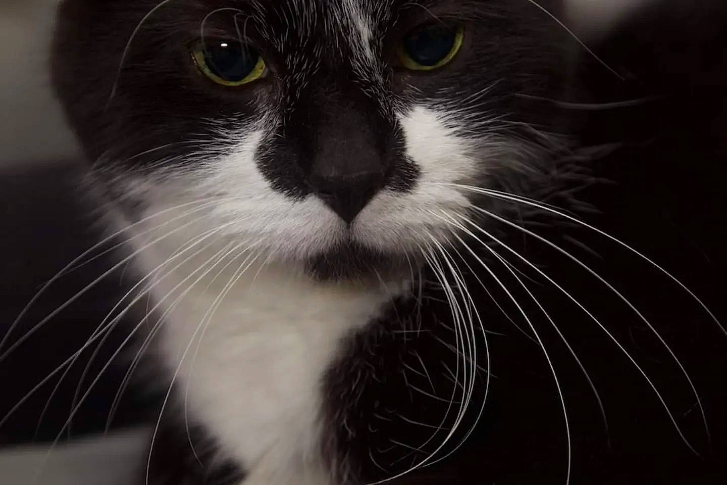 Fish is registered to the contest to win money with this photo: carnivore, cat, domestic_short_haired_cat, eye, felidae, fur, hair, head, human_body, monochrome, monochrome_photography, small_to_medium_sized_cats, snout, terrestrial_animal, whiskers