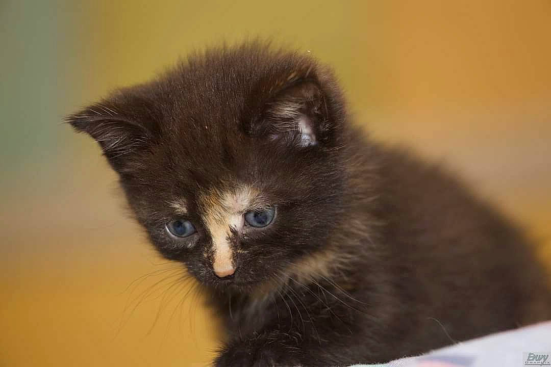 Punkin is registered to the contest to win money with this photo: black_cat, bombay, carnivore, cat, claw, domestic_short_haired_cat, felidae, fur, paw, small_to_medium_sized_cats, snout, tail, terrestrial_animal, whiskers, window