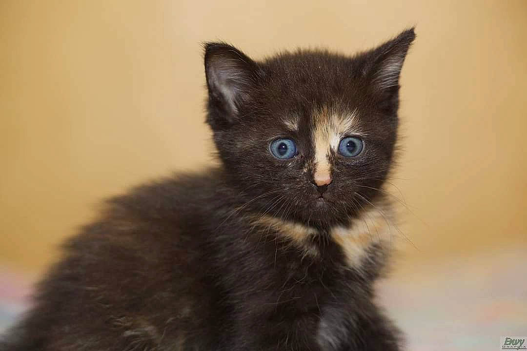 Punkin joined the competition — help win amazing prizes! black_cat, carnivore, cat, claw, domestic_short_haired_cat, ear, felidae, fur, paw, small_to_medium_sized_cats, snout, tail, terrestrial_animal, whiskers, window