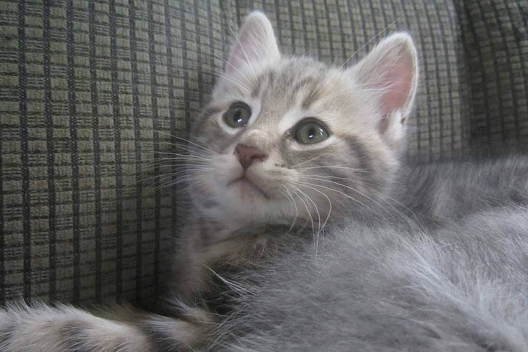 Whiskey is registered to the contest to win money with this photo: animal_shelter, carnivore, cat, domestic_short_haired_cat, eye, fawn, felidae, fur, paw, small_to_medium_sized_cats, snout, terrestrial_animal, whiskers, window