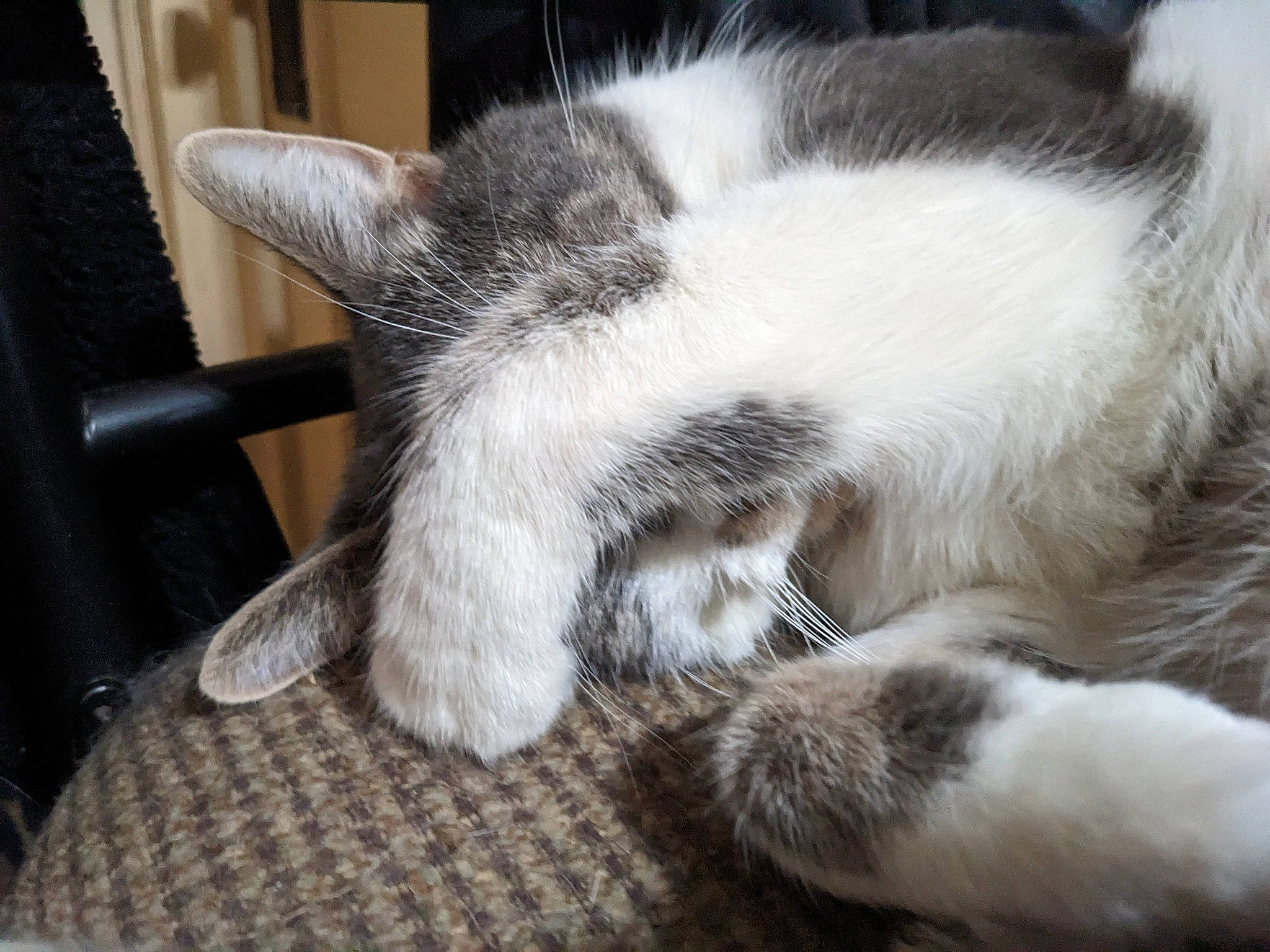 Whiskey is registered to the contest to win money with this photo: carnivore, cat, claw, comfort, domestic_short_haired_cat, felidae, flooring, foot, fur, grey, human_leg, nap, paw, sleep, small_to_medium_sized_cats, snout, tail, whiskers