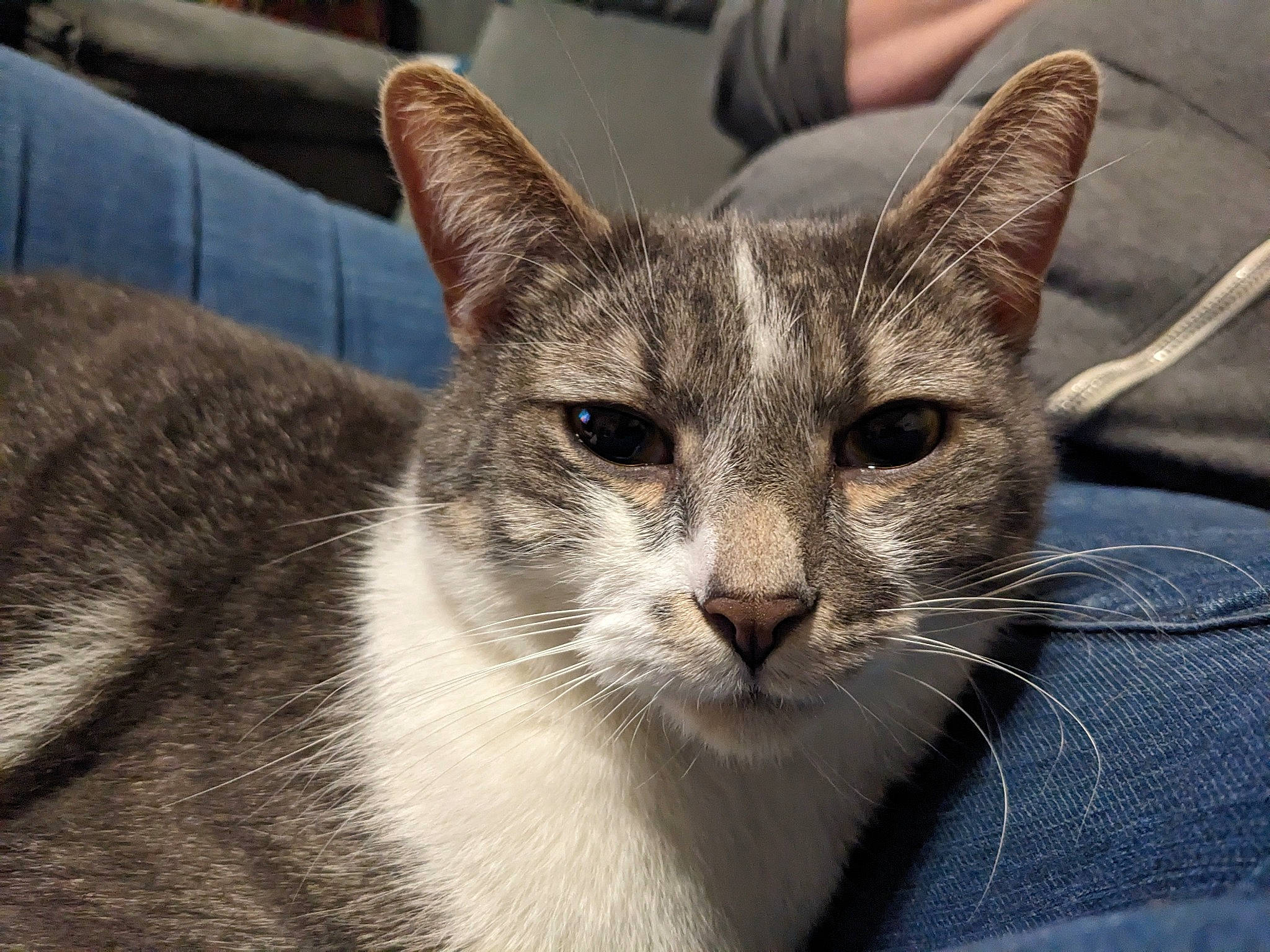 Whiskey joined the competition — help win amazing prizes! carnivore, cat, domestic_short_haired_cat, felidae, fur, sitting, small_to_medium_sized_cats, snout, terrestrial_animal, whiskers