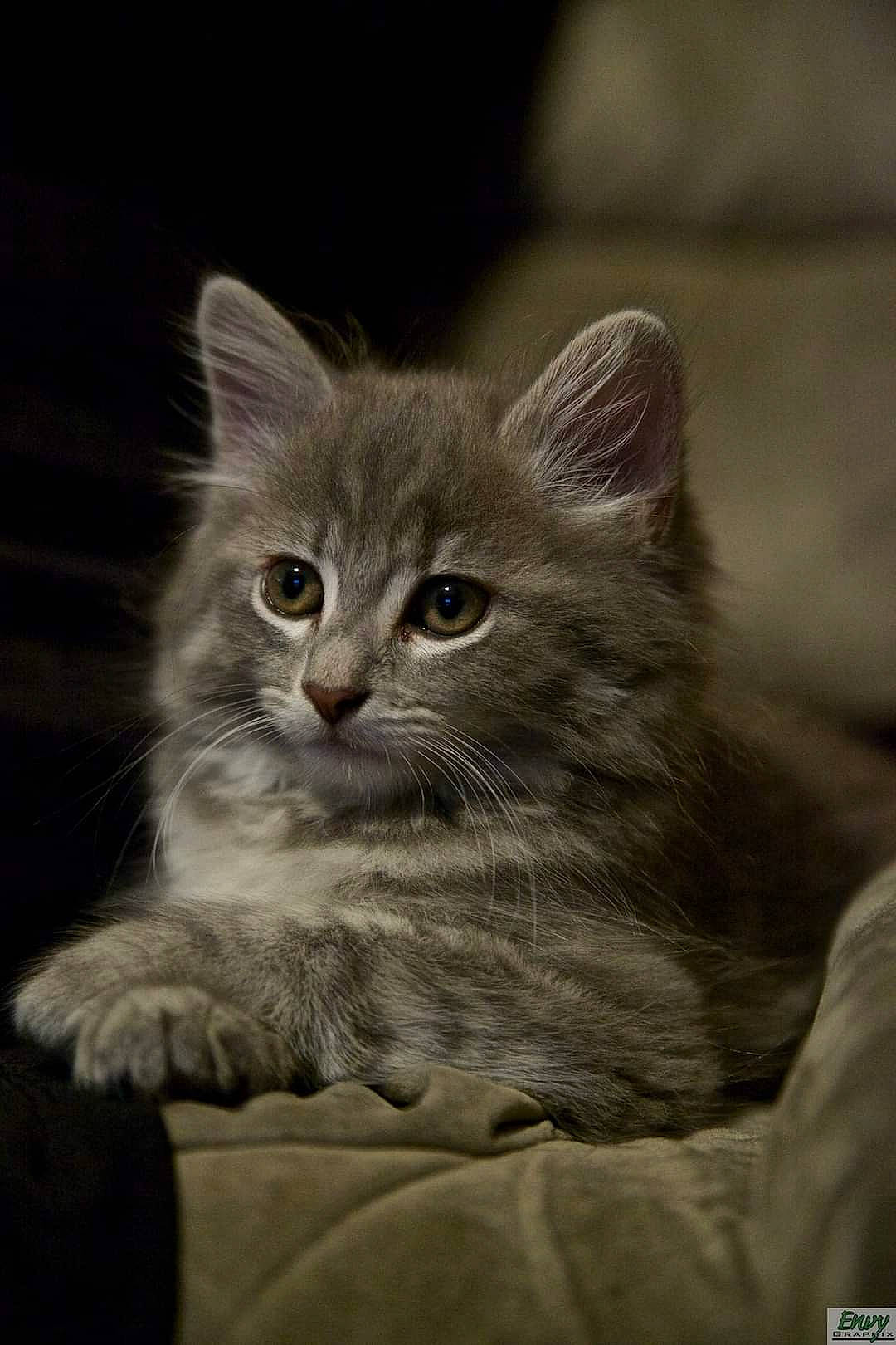 Chips joined the competition — help win amazing prizes! british_longhair, carnivore, cat, domestic_short_haired_cat, fawn, felidae, fur, grey, photo_caption, small_to_medium_sized_cats, snout, terrestrial_animal, whiskers, wildlife, window