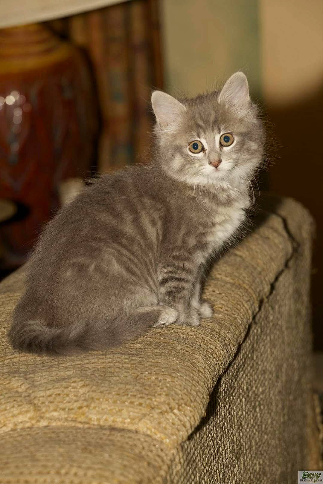 Chips joined the competition — help win amazing prizes! carnivore, cat, cat_toy, comfort, domestic_short_haired_cat, fawn, felidae, fur, grey, paw, small_to_medium_sized_cats, snout, tail, whiskers, window, wood