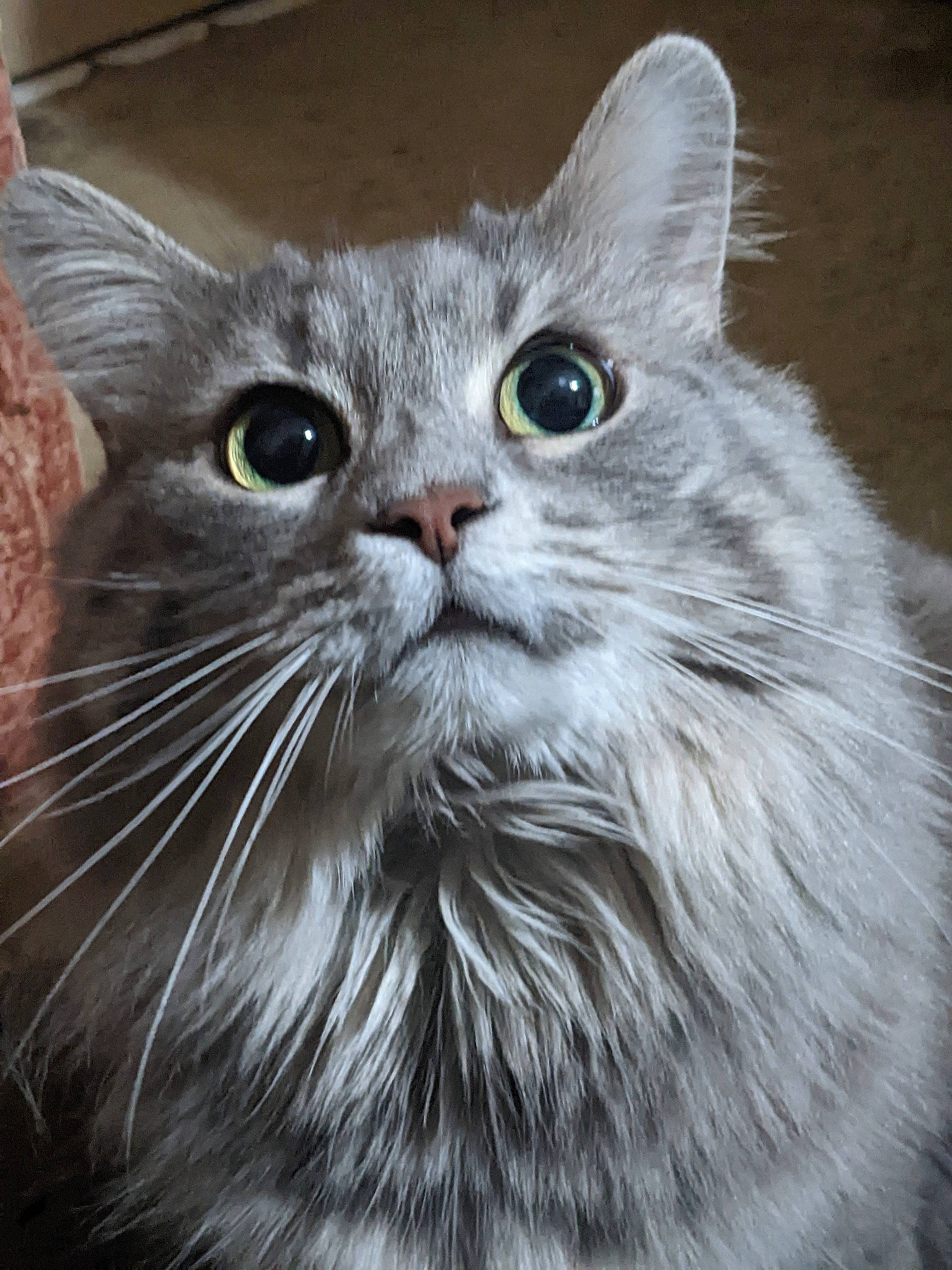 Chips joined the competition — help win amazing prizes! british_longhair, carnivore, cat, domestic_short_haired_cat, felidae, fur, iris, small_to_medium_sized_cats, snout, whiskers