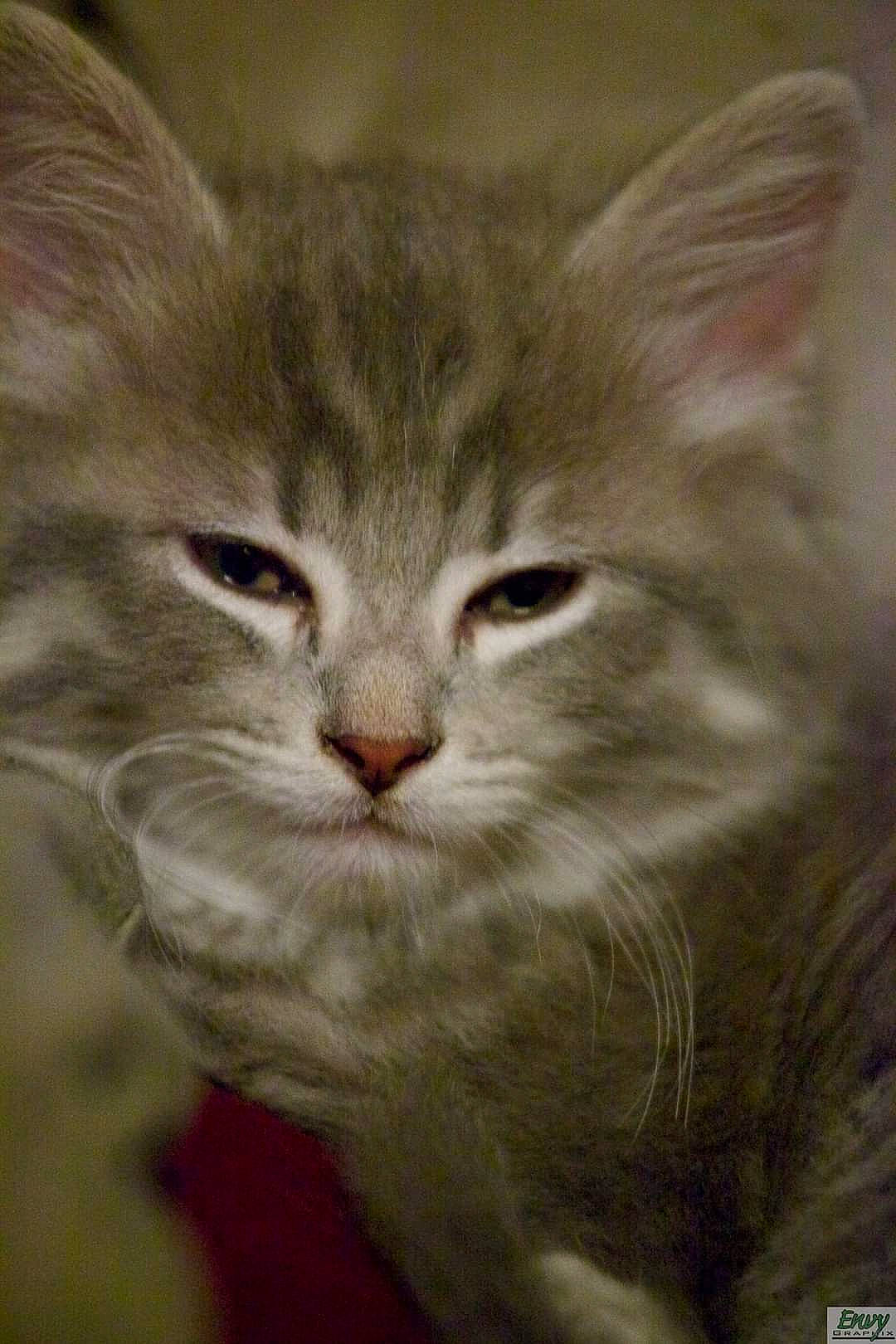 Chips joined the competition — help win amazing prizes! british_longhair, carnivore, cat, domestic_short_haired_cat, event, fawn, felidae, fur, small_to_medium_sized_cats, snout, tail, terrestrial_animal, whiskers