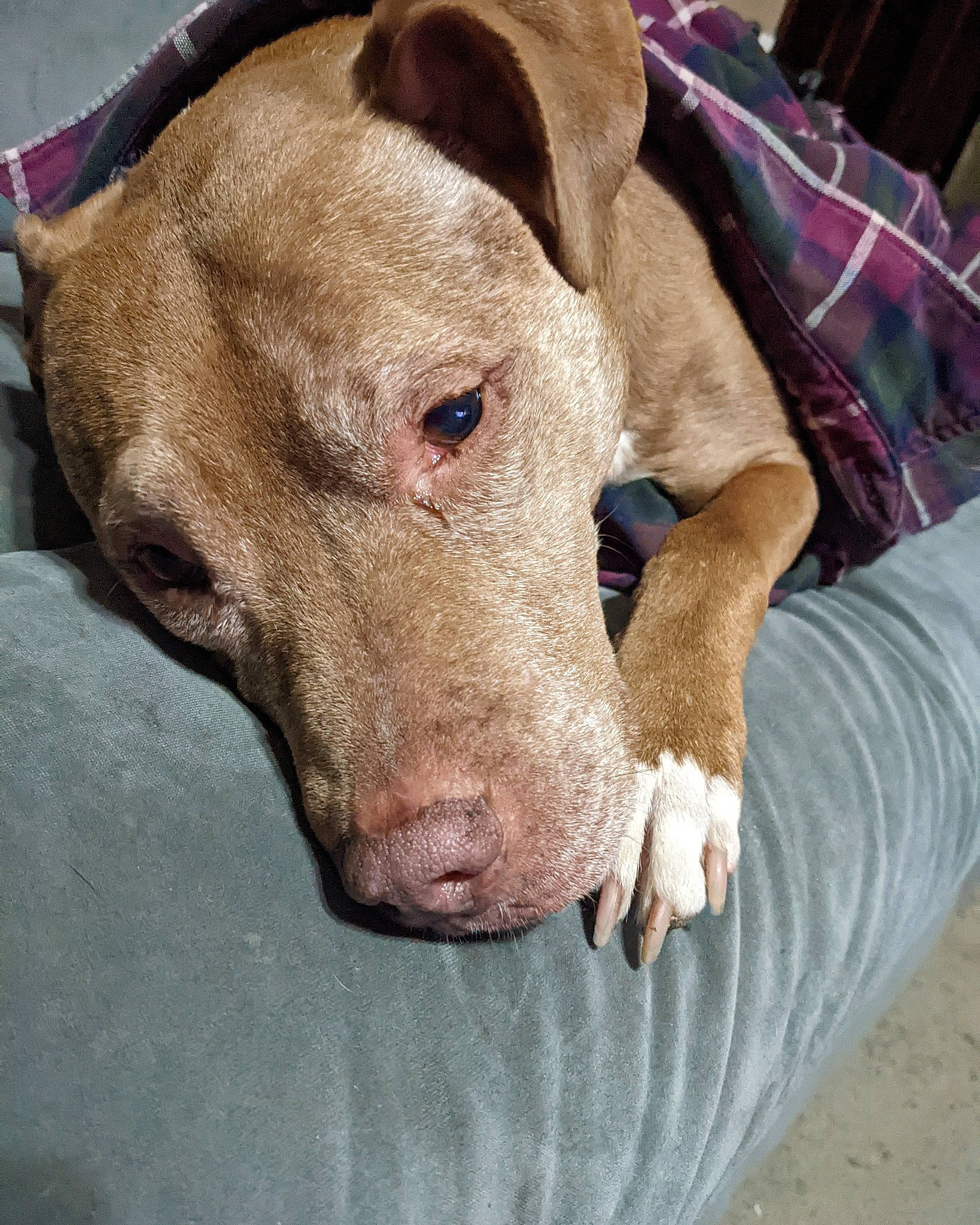 Redd is registered to the contest to win money with this photo: canidae, carnivore, comfort, companion_dog, dog, dog_breed, dog_supply, ear, fawn, flesh, guard_dog, liver, non_sporting_group, pet_supply, snout, sporting_group, terrestrial_animal, whiskers, working_animal, wrinkle