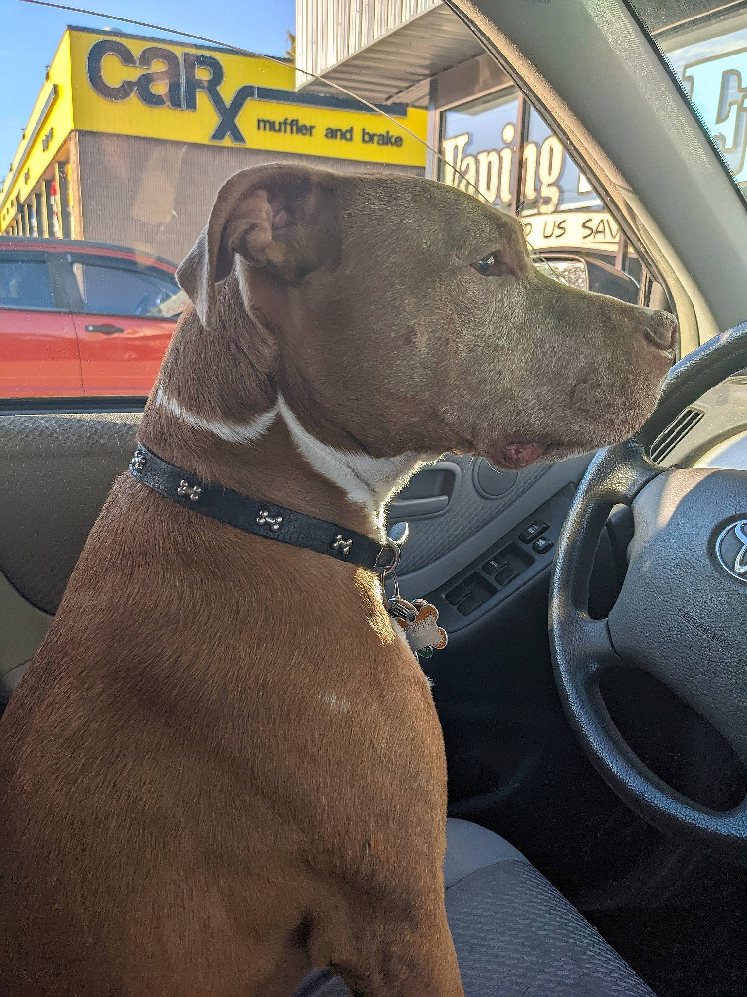 Redd joined the competition — help win amazing prizes! automotive_mirror, automotive_side_view_mirror, car, carnivore, collar, dog, dog_breed, dog_collar, family_car, fawn, liver, motor_vehicle, personal_luxury_car, sky, snout, sporting_group, steering_wheel, vehicle, vehicle_door, working_animal