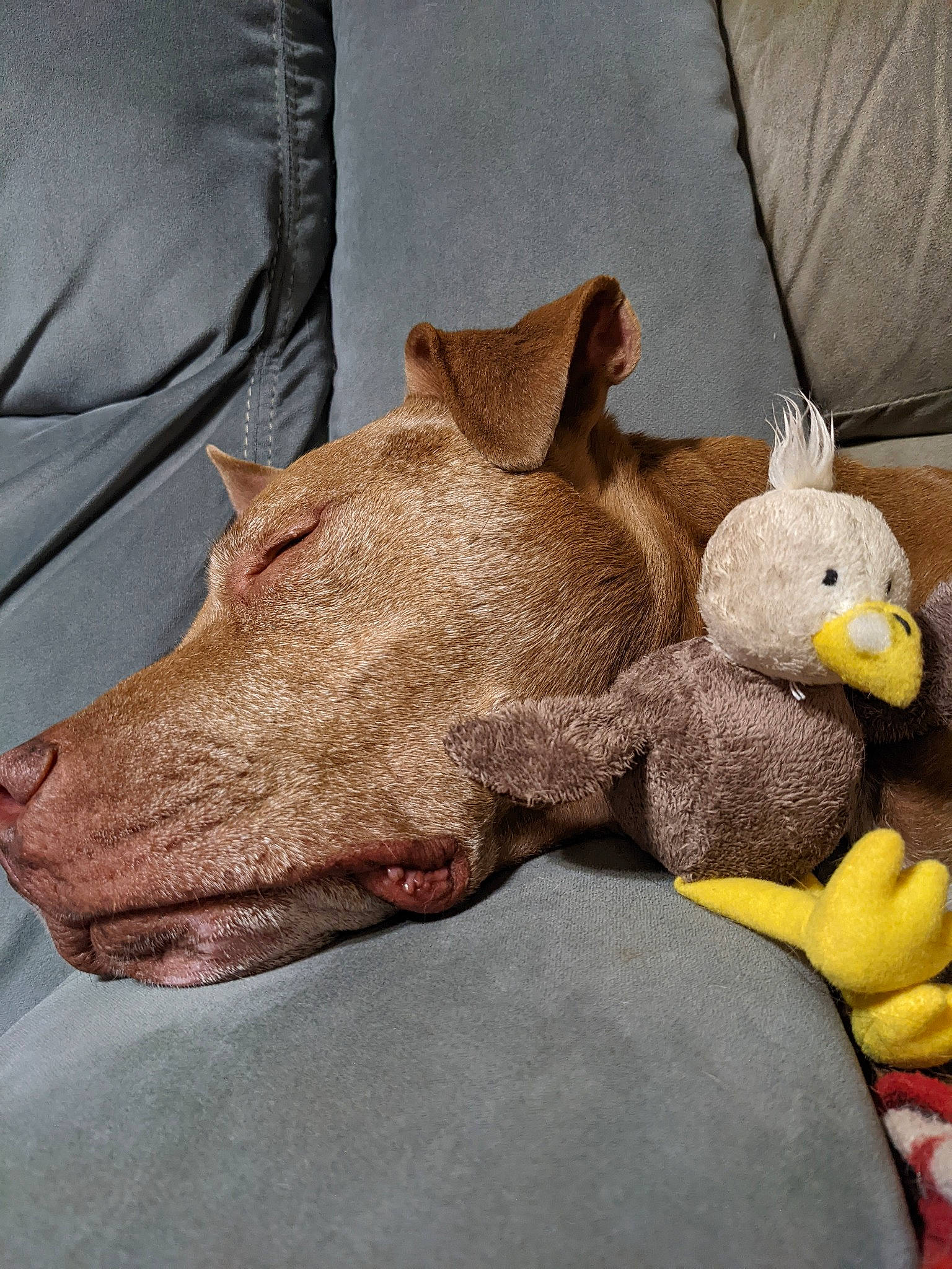 Redd joined the competition — help win amazing prizes! canidae, carnivore, companion_dog, dog, dog_breed, fawn, felidae, foot, fur, liver, livestock, paw, small_to_medium_sized_cats, snout, stuffed_toy, tail, toy, whiskers, wood, working_animal