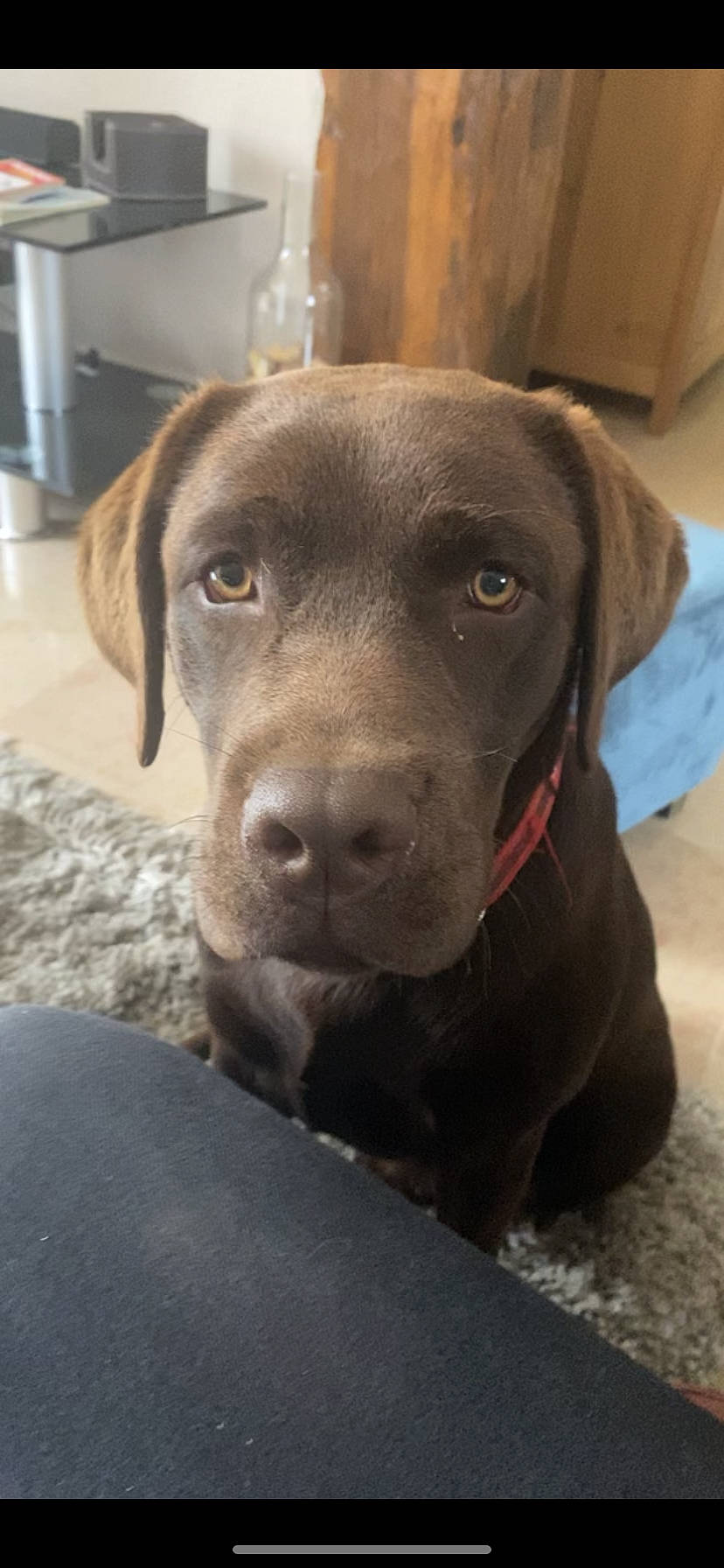 Petrus participe au concours pour gagner de l'argent avec cette photo : beagador, blue_lacy, borador, canidae, carnivore, chesapeake_bay_retriever, dog, dog_breed, fawn, gun_dog, hunting_dog, labrador_retriever, liver, mammal, pointing_breed, puppy, retriever, snout, sporting_group, weimaraner