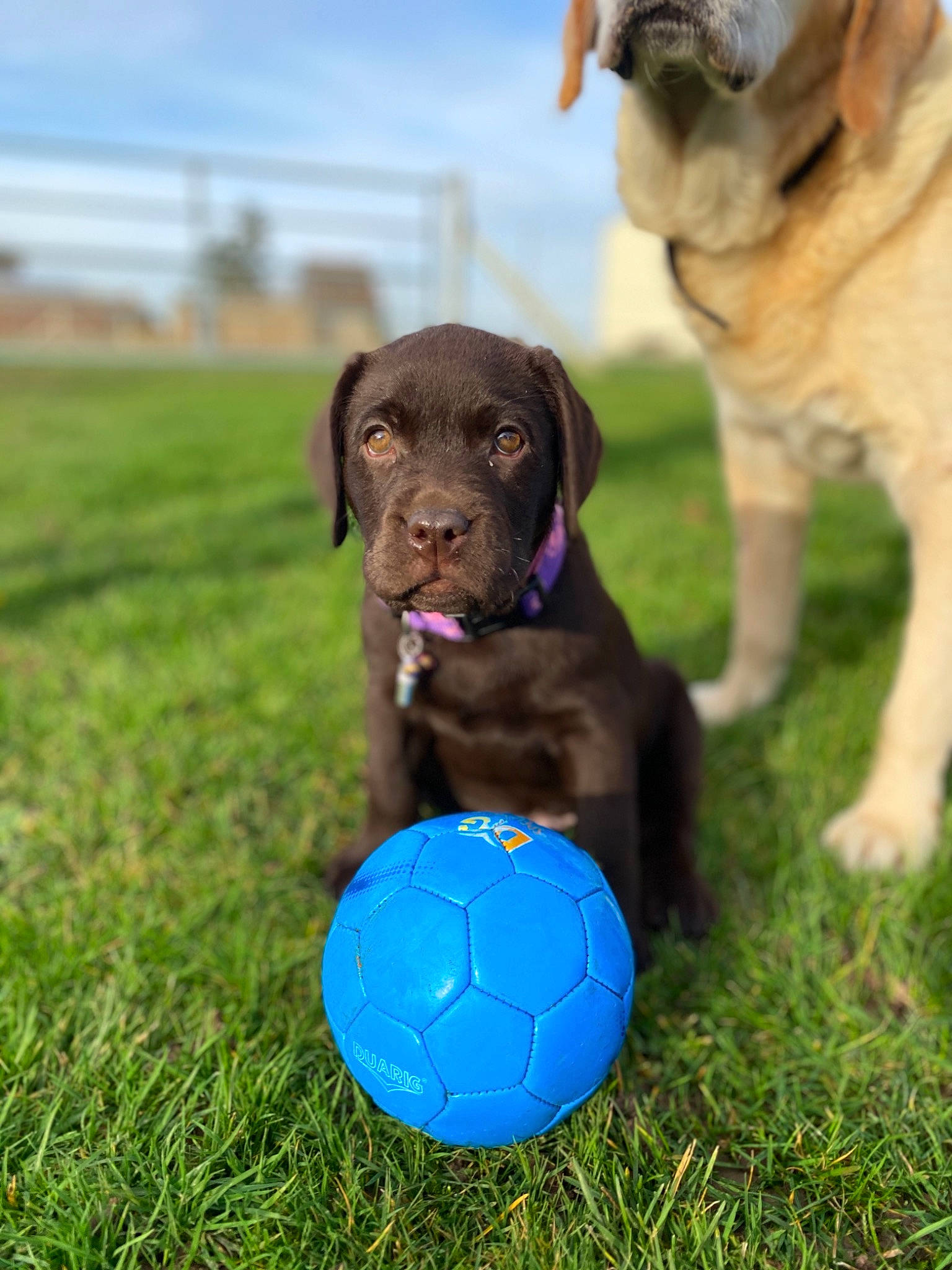 Petrus participe au concours pour gagner de l'argent avec cette photo : ball, beagador, canidae, carnivore, chesapeake_bay_retriever, dog, dog_breed, dog_toy, grass, labrador_retriever, mammal, play, pointing_breed, puppy, retriever, soccer_ball, sporting_group, sports_equipment, tennis_ball