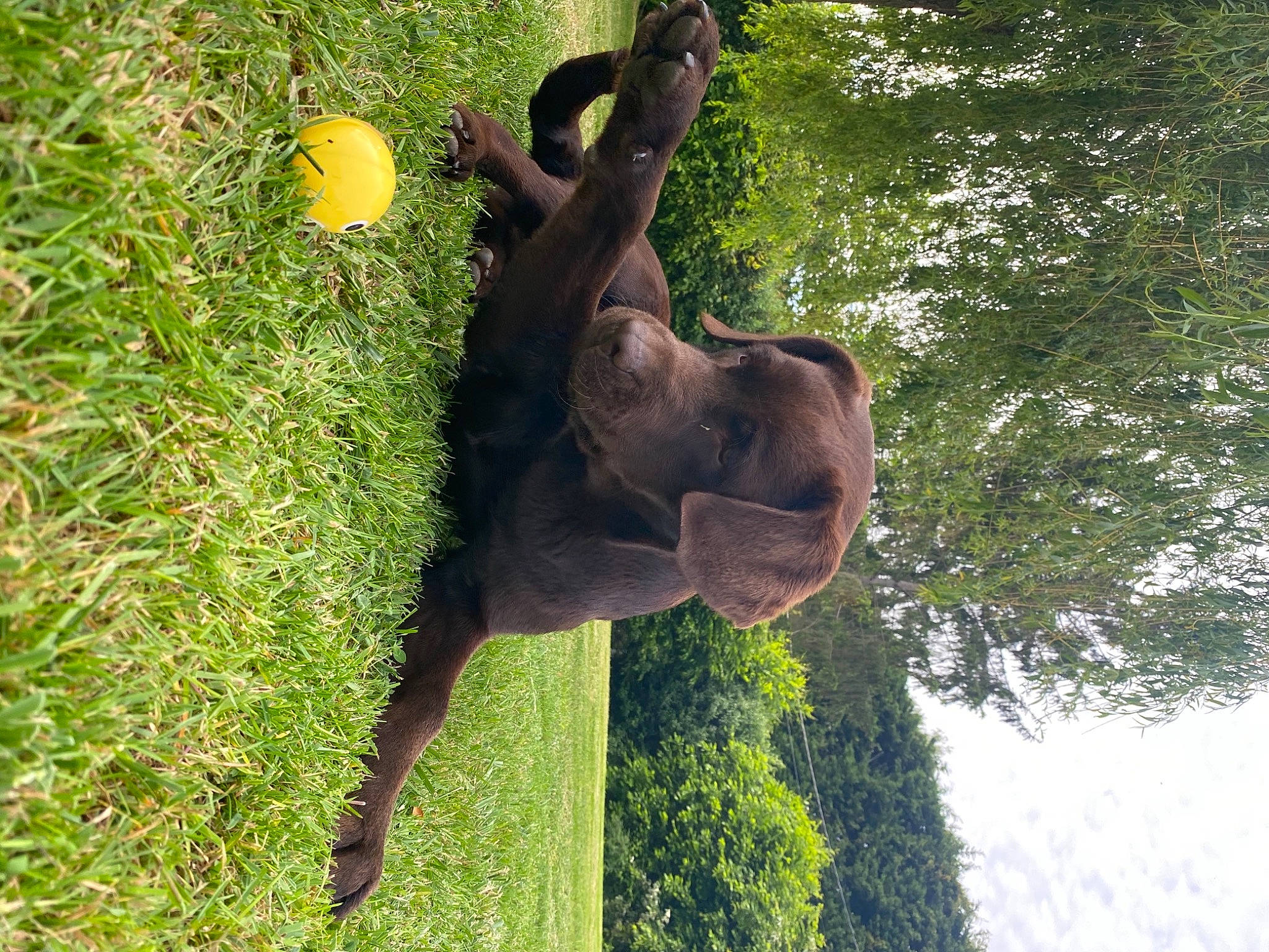 Petrus a rejoint le concours — aidez-le/la à gagner de superbes lots ! canidae, fawn, grass, sporting_group, tree