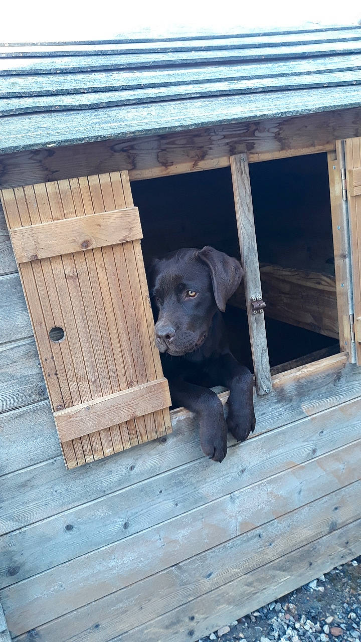 Petrus participe au concours pour gagner de l'argent avec cette photo : animal_shelter, canidae, carnivore, dog, dog_breed, guard_dog, kennel, labrador_retriever, patterdale_terrier, puppy, snout, sporting_group, wood