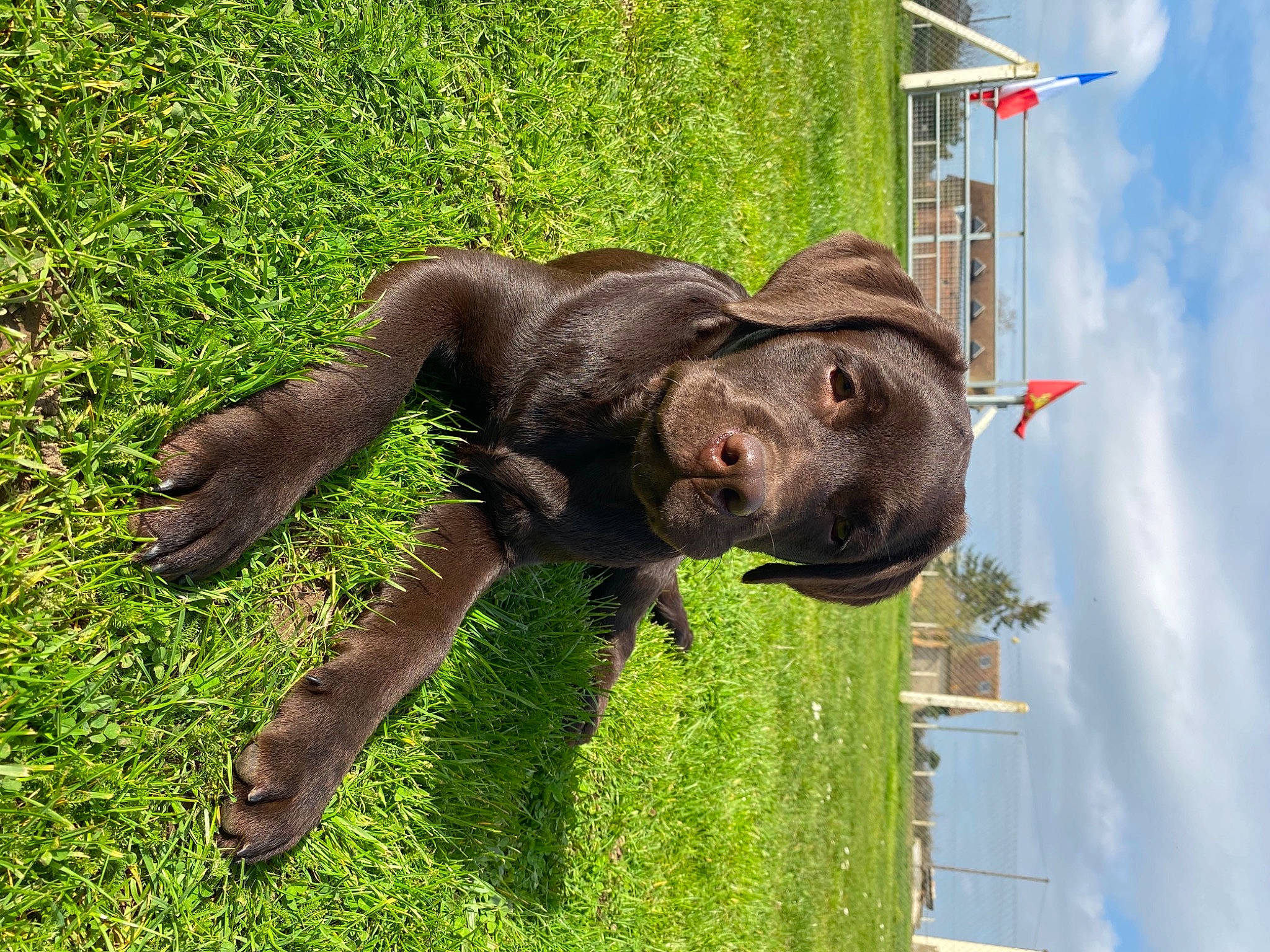 Petrus participe au concours pour gagner de l'argent avec cette photo : boykin_spaniel, canidae, carnivore, companion_dog, dog, dog_breed, flat_coated_retriever, liver, retriever, sporting_group, tail