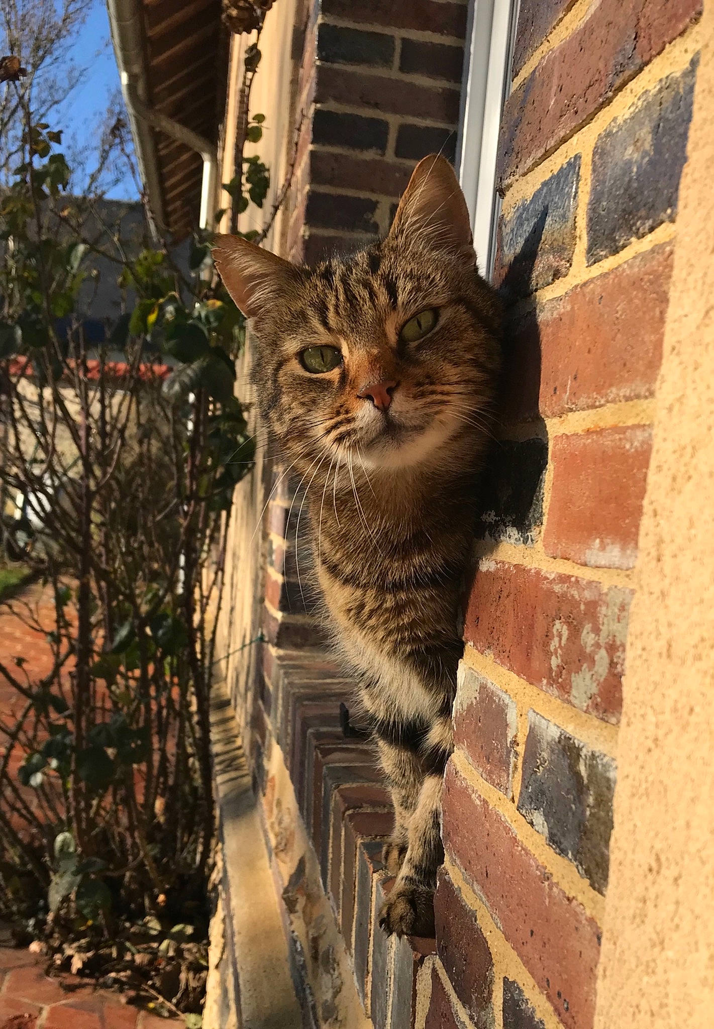 Oscar participe au concours pour gagner de l'argent avec cette photo : asian, california_spangled, carnivore, cat, domestic_short_haired_cat, dragon_li, egyptian_mau, european_shorthair, felidae, kitten, maine_coon, pixie_bob, small_to_medium_sized_cats, snout, tabby_cat, toyger, tree, whiskers, wild_cat, window