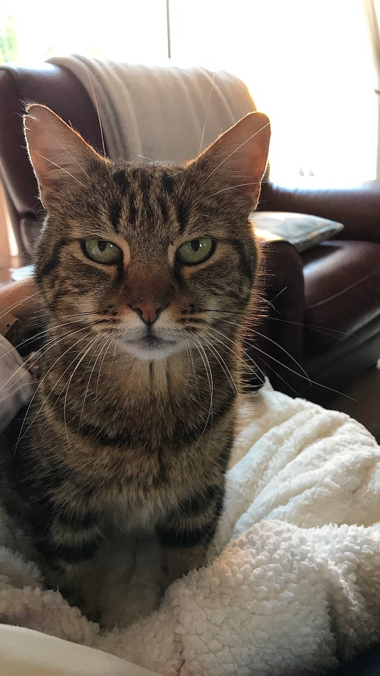 Oscar participe au concours pour gagner de l'argent avec cette photo : aegean_cat, american_shorthair, american_wirehair, asian, california_spangled, carnivore, cat, domestic_short_haired_cat, dragon_li, european_shorthair, felidae, fur, kitten, mammal, pixie_bob, small_to_medium_sized_cats, snout, tabby_cat, vertebrate, whiskers