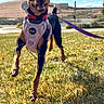 dog, miniature_pinscher, grass, outdoor, sunny, blue_sky, clouds, leash, harness, happy, playful, pet, canine, animal, mammal, ears, walking, daytime, nature, smiling