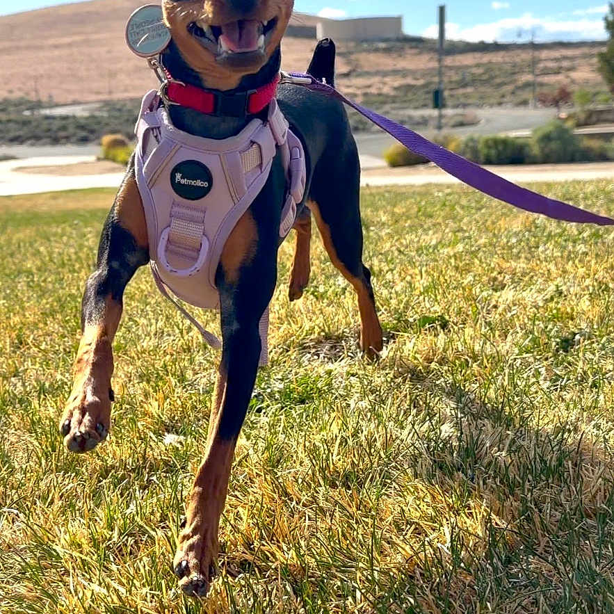 Raven is registered to the contest to win money with this photo: dog, miniature_pinscher, grass, outdoor, sunny, blue_sky, clouds, leash, harness, happy, playful, pet, canine, animal, mammal, ears, walking, daytime, nature, smiling