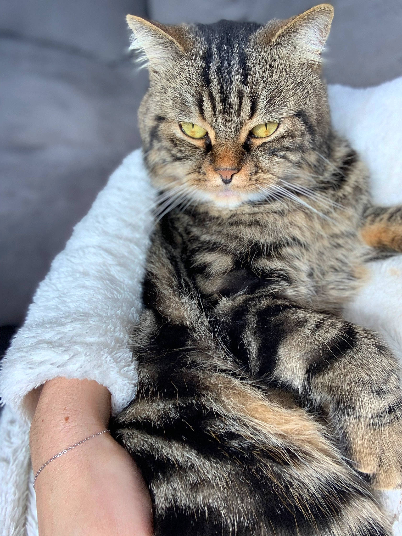 Narcos a rejoint le concours — aidez-le/la à gagner de superbes lots ! carnivore, cat, claw, domestic_short_haired_cat, felidae, fur, paw, small_to_medium_sized_cats, snout, tail, terrestrial_animal, whiskers, wildlife