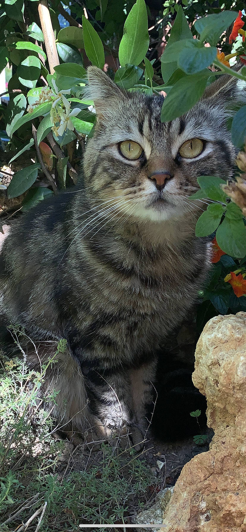 Narcos participe au concours pour gagner de l'argent avec cette photo : carnivore, cat, domestic_short_haired_cat, felidae, fur, grass, groundcover, organism, plant, small_to_medium_sized_cats, snout, terrestrial_animal, tree, whiskers, wildlife