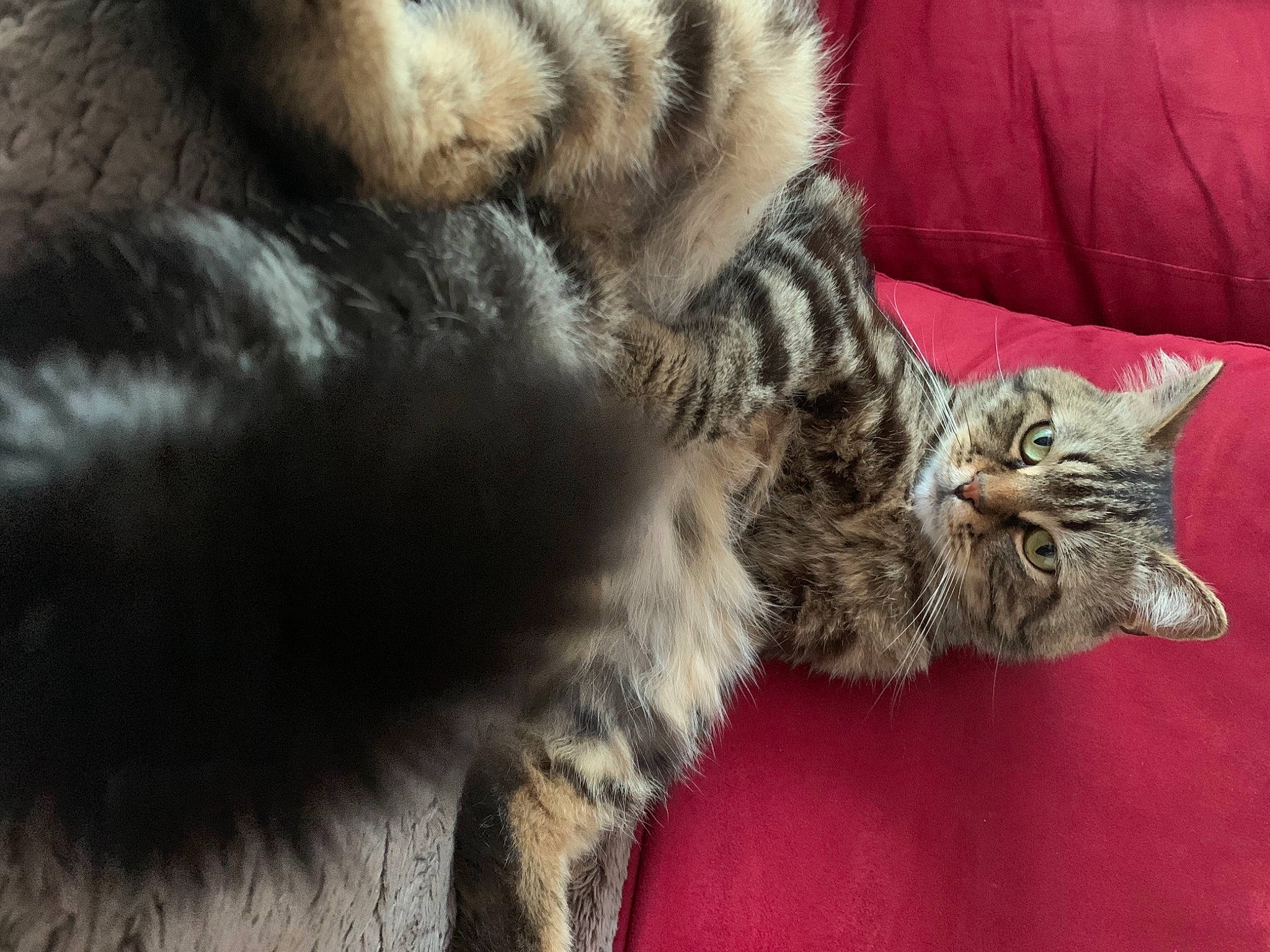 Narcos participe au concours pour gagner de l'argent avec cette photo : carnivore, cat, claw, close_up, comfort, domestic_short_haired_cat, felidae, fur, grey, nap, paw, sleep, small_to_medium_sized_cats, snout, tail, terrestrial_animal, whiskers