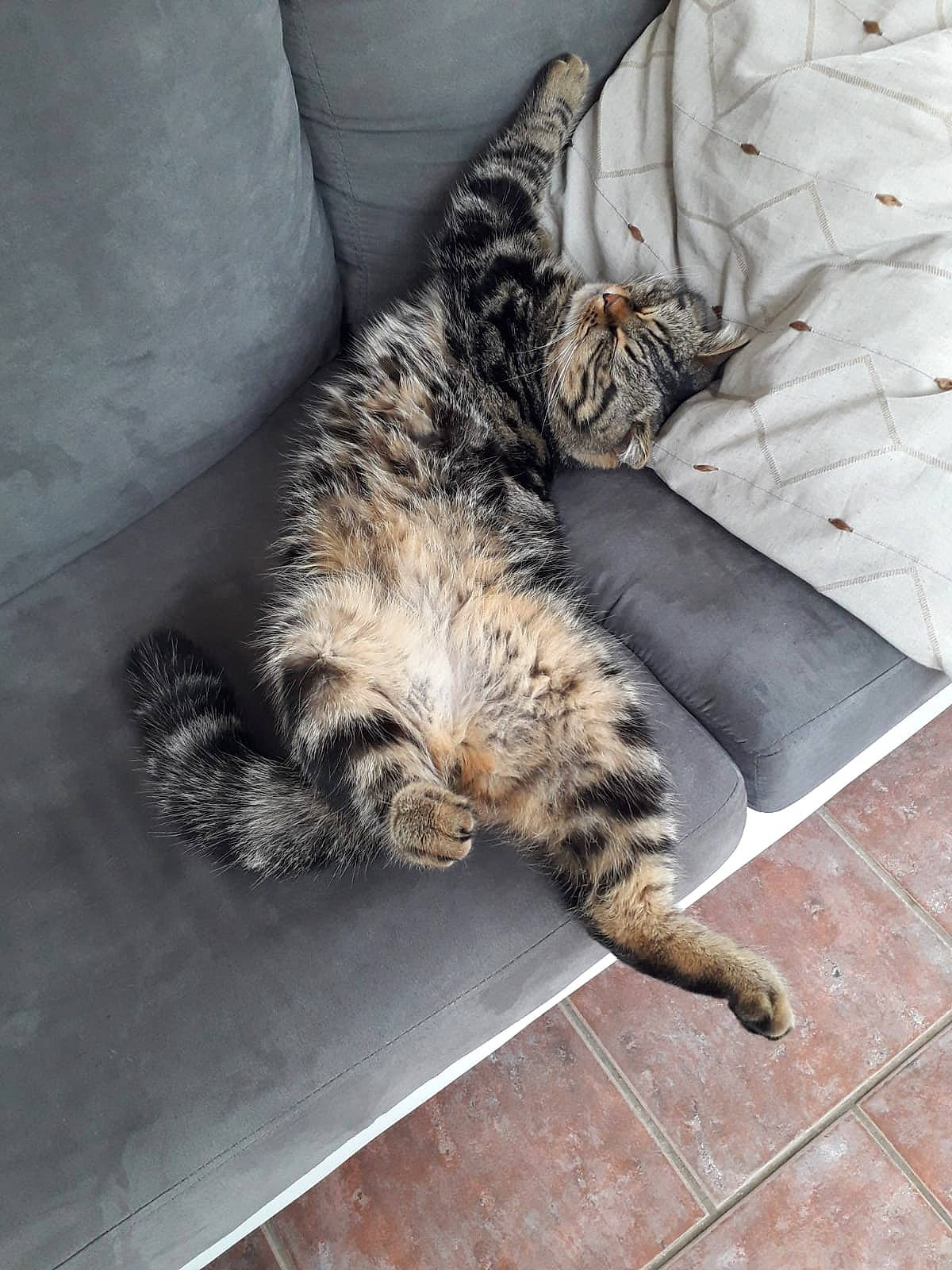 Narcos participe au concours pour gagner de l'argent avec cette photo : carnivore, cat, claw, comfort, couch, domestic_short_haired_cat, felidae, flooring, fur, grey, hardwood, nap, paw, plant, sleep, small_to_medium_sized_cats, snout, tail, whiskers, wood