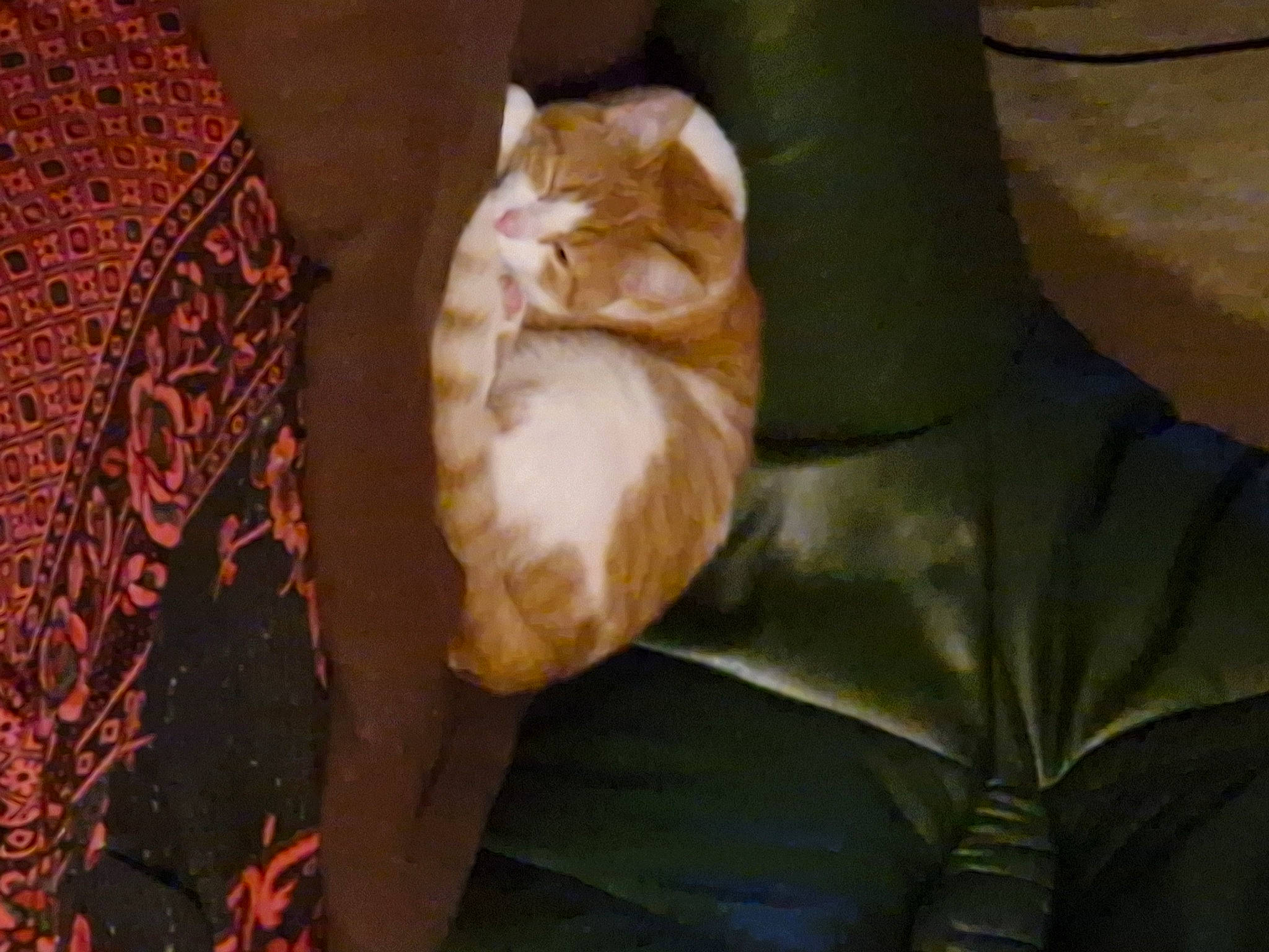 Chanel a rejoint le concours — aidez-le/la à gagner de superbes lots ! canidae, carnivore, cat, comfort, dog_breed, domestic_short_haired_cat, fawn, felidae, fur, grass, human_leg, linens, room, small_to_medium_sized_cats, snout, sporting_group, tail, tints_and_shades, whiskers, wood