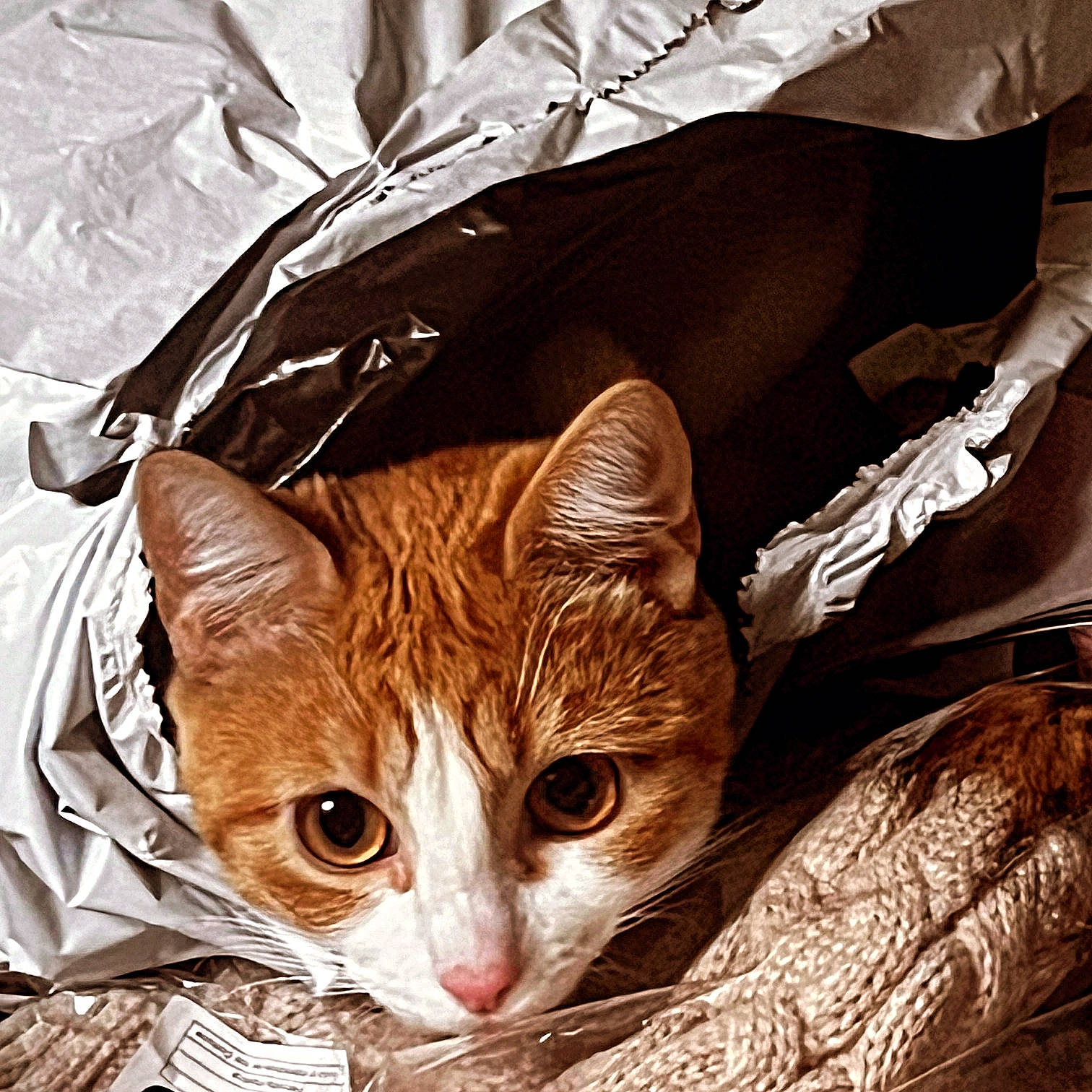 Chanel participe au concours pour gagner de l'argent avec cette photo : bag, brown, carnivore, cat, comfort, domestic_short_haired_cat, fashion_accessory, fawn, felidae, fur, grass, linens, luggage_and_bags, pet_supply, small_to_medium_sized_cats, snout, tail, whiskers, white, wood