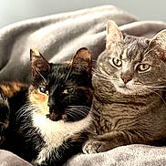 Cali And Frankie is registered to the contest to win money with this photo: abyssinian, animal, bed, blackcat, blanket, cat, couch, furniture, homedecor, kitten, linen, manx, person, pet, quilt, siamese, sleeping